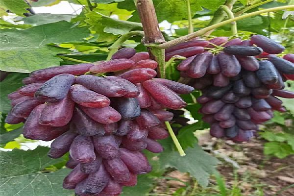 公司產品